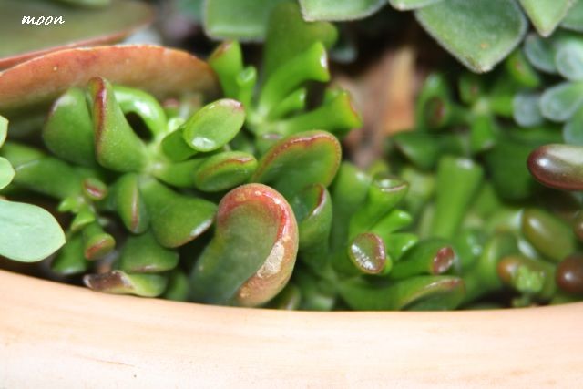 crassula 